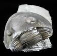 Bargain, Wide Enrolled Isotelus Trilobite - Ohio #57864-1